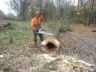 Grume de peuplier pourrie au coeur